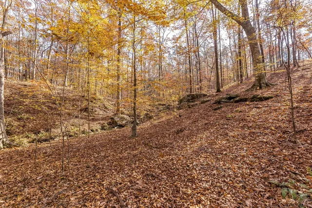 a view of a yard with a trees