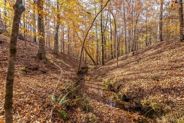 a view of a plants with a tree