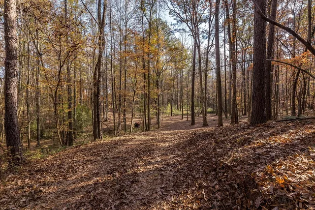 a view of a large yard with lots of trees