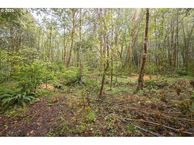 a view of a forest with trees