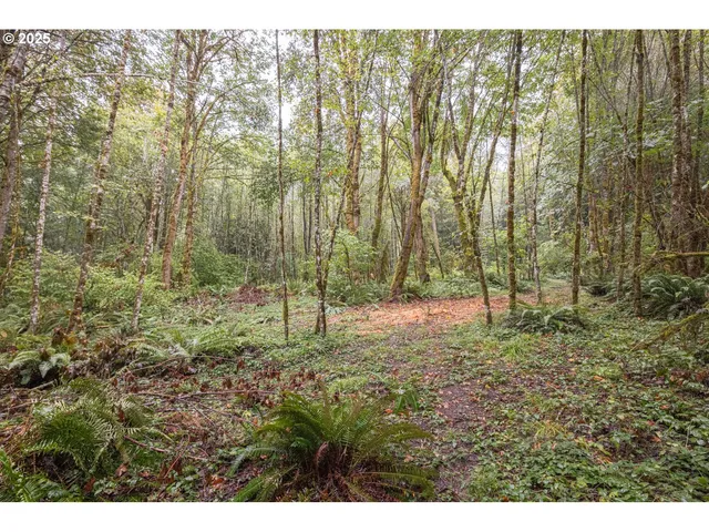 a view of a forest with trees in the background