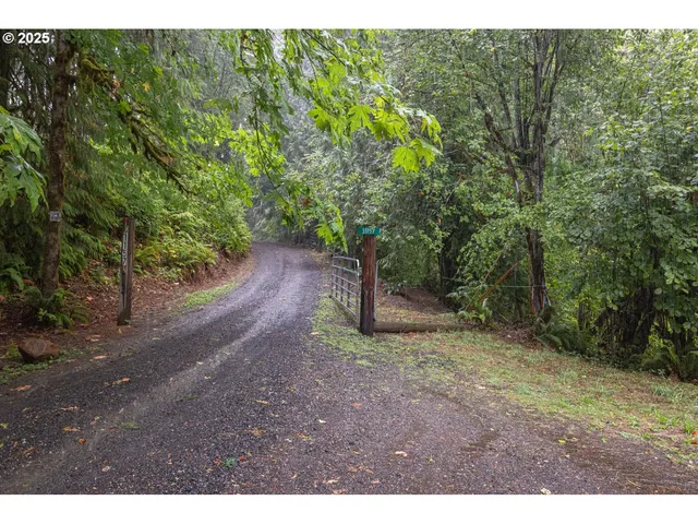 a view of a forest with trees in the background