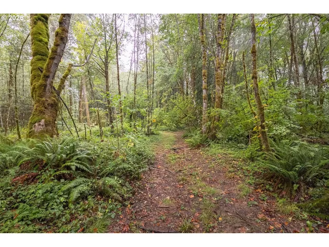 a view of a yard with plants and wooden fence
