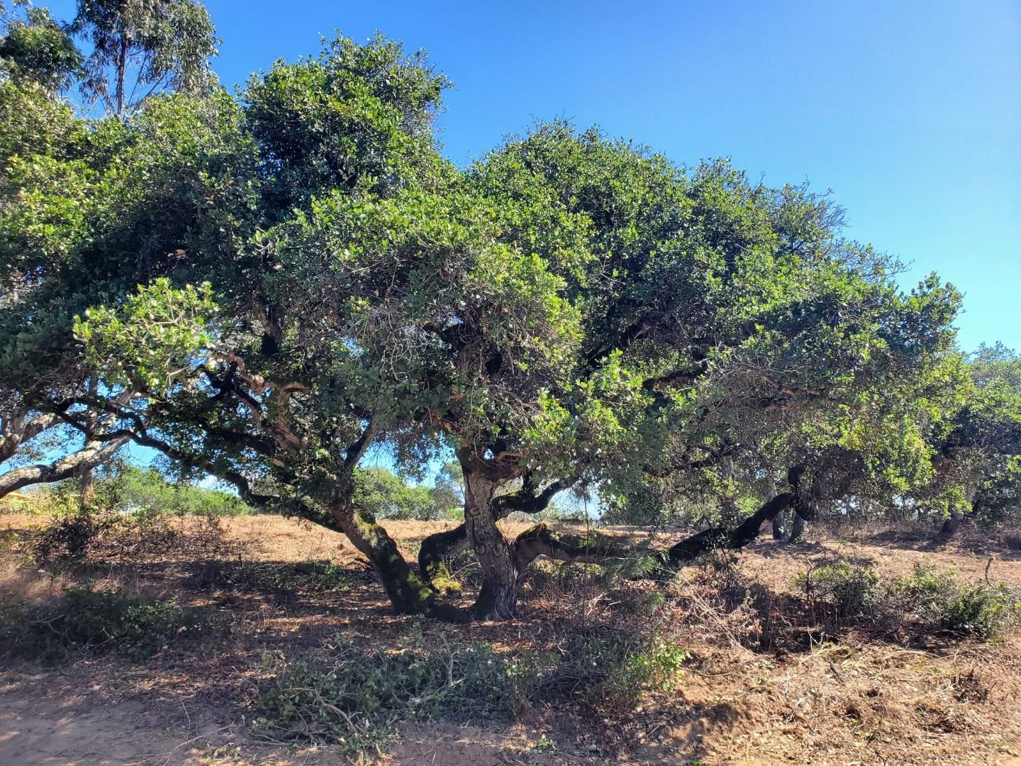 19705 Moonglow Road Salinas, CA 93907 - Photo 12 of 19 a view of a tree in a yard