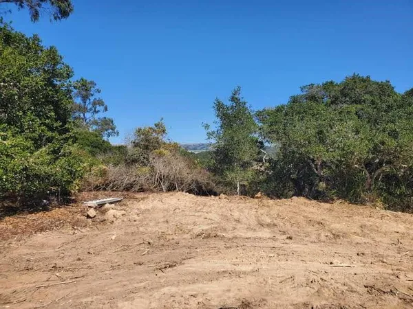 a view of a yard with trees
