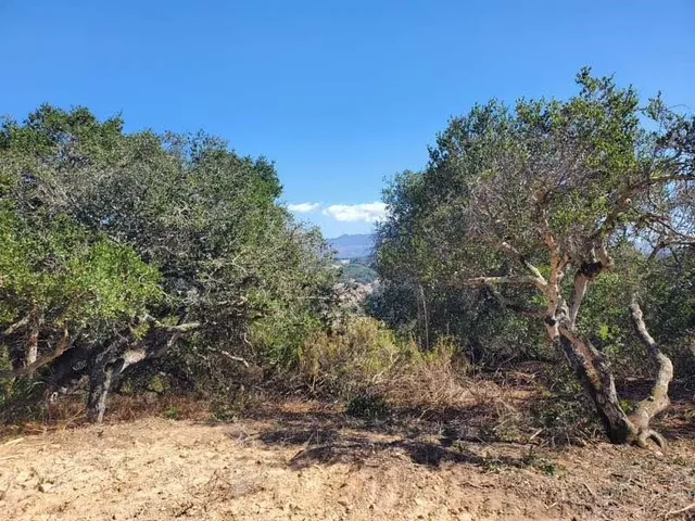 a view of a tree in front of a house