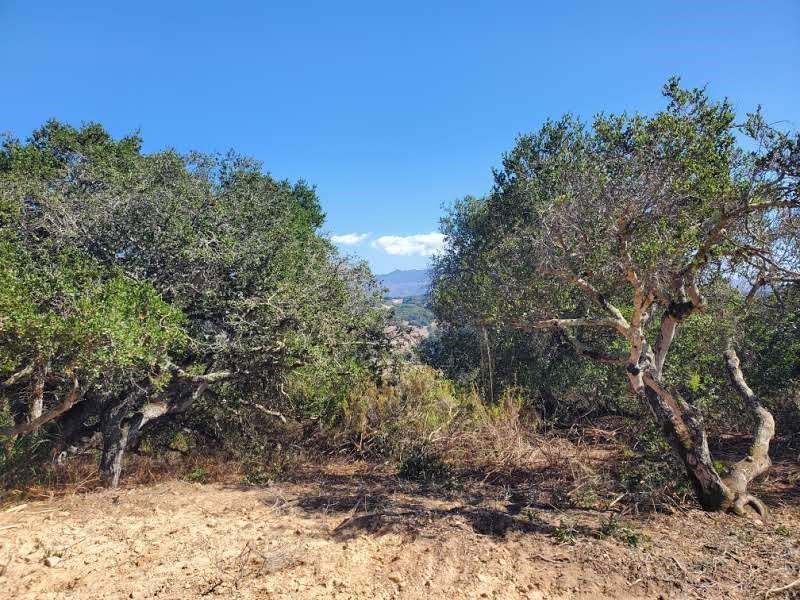 19705 Moonglow Road Salinas, CA 93907 - Photo 15 of 19 a view of a yard with a tree