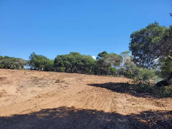 a view of a backyard with large trees