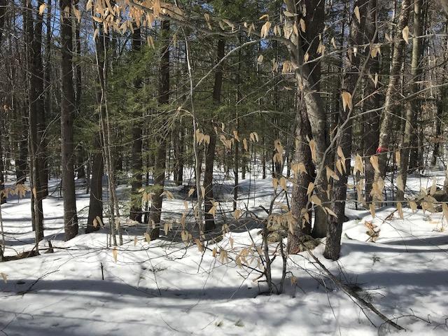 0 Frost Heave Road East Baldwin, ME 04024 - Photo 11 of 18 IMG_4941