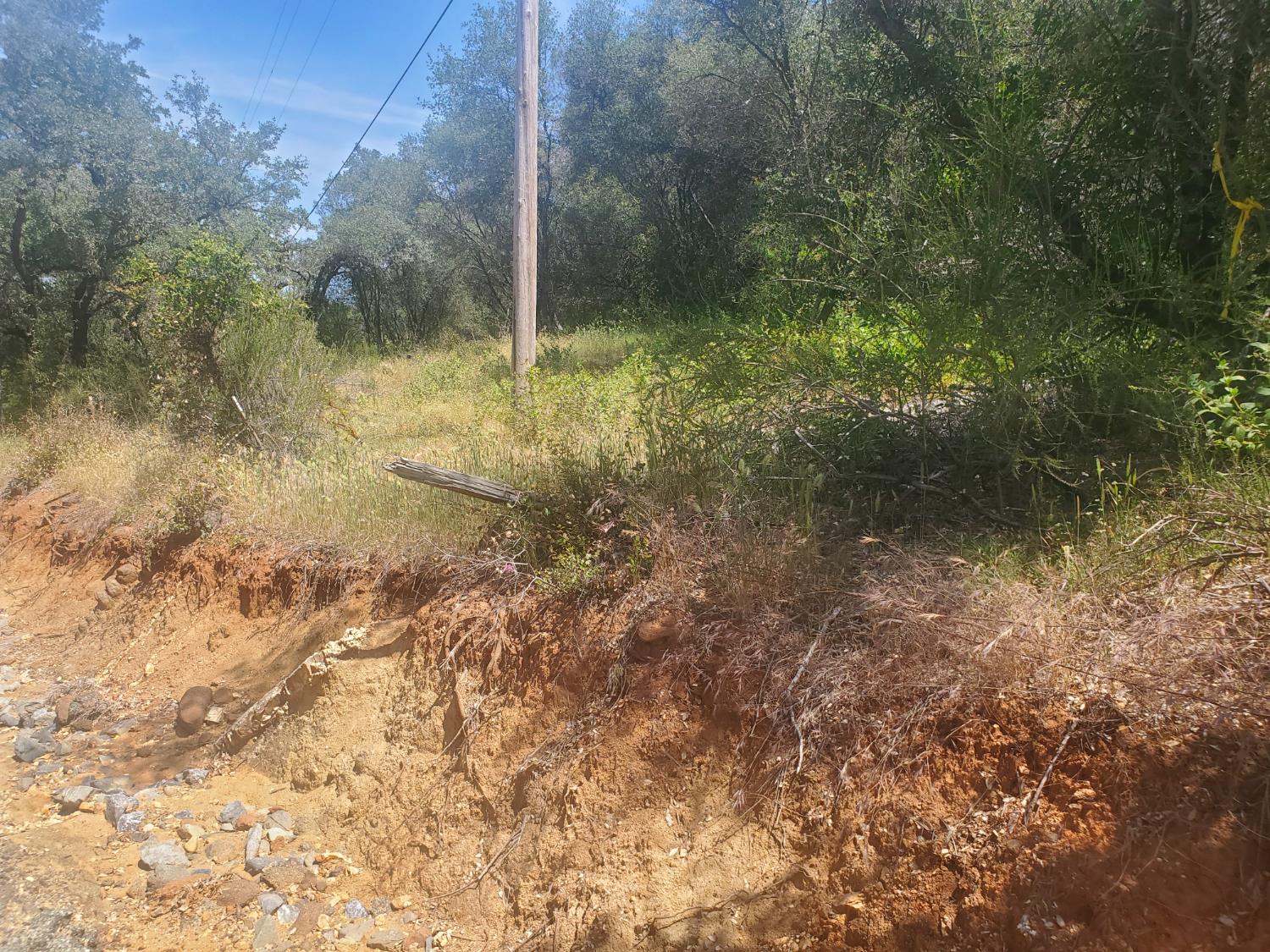 1190 Jurgens Road Rescue, CA 95672 - Photo 11 of 29 a view of a forest