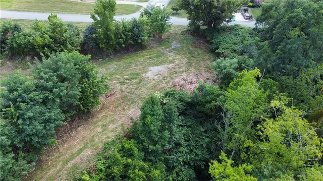 a view of a forest with lots of trees