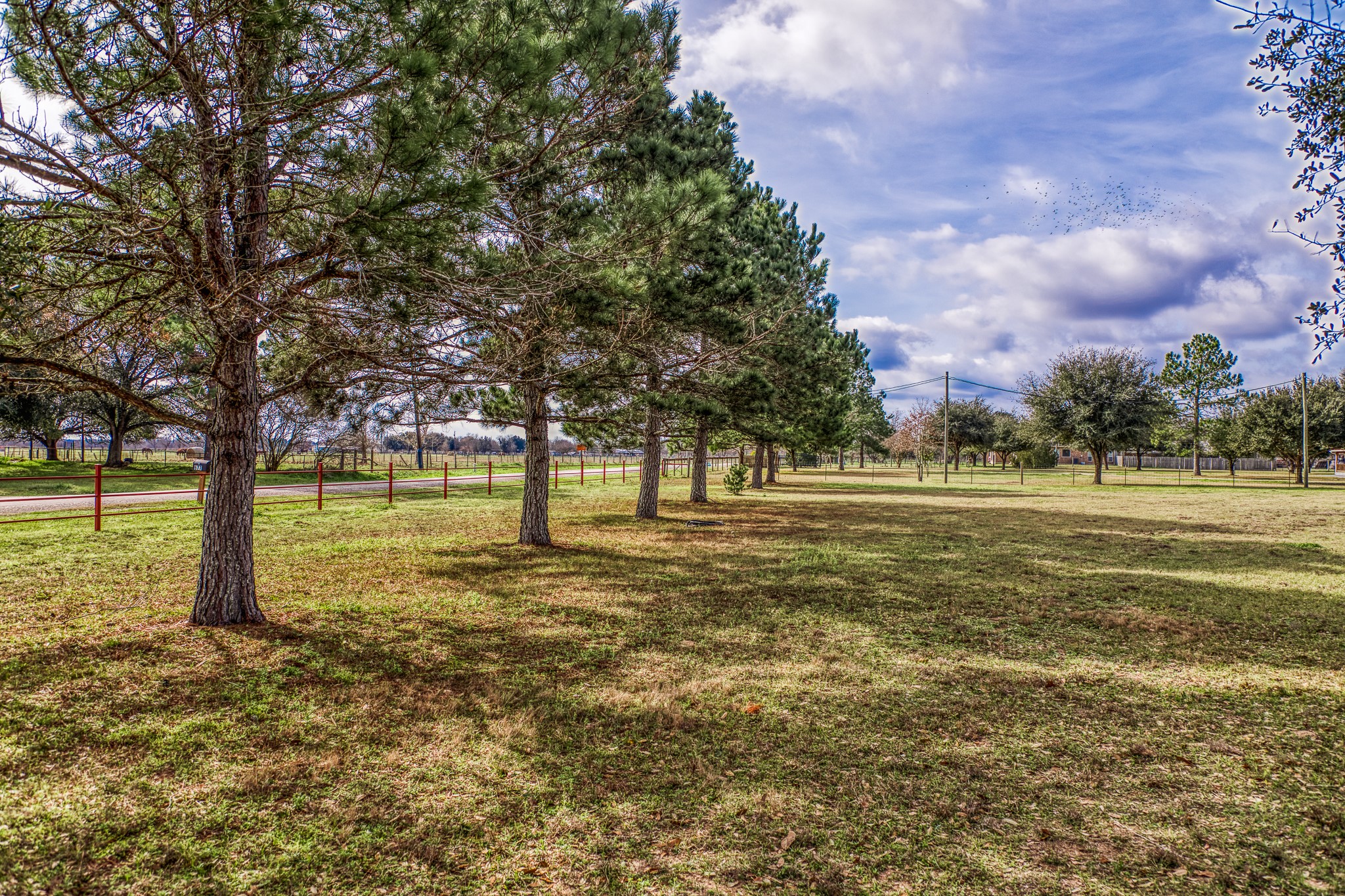 677 Grubbs Road Sealy, TX 77474 - Photo 36 of 40 a view of a yard with a tree