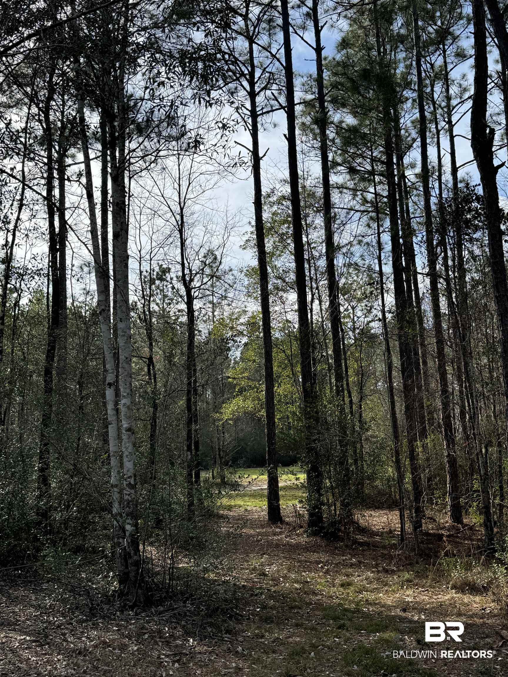 51235 Phillipsville Road Bay Minette, AL 36507 - Photo 52 of 63 View of wooded area