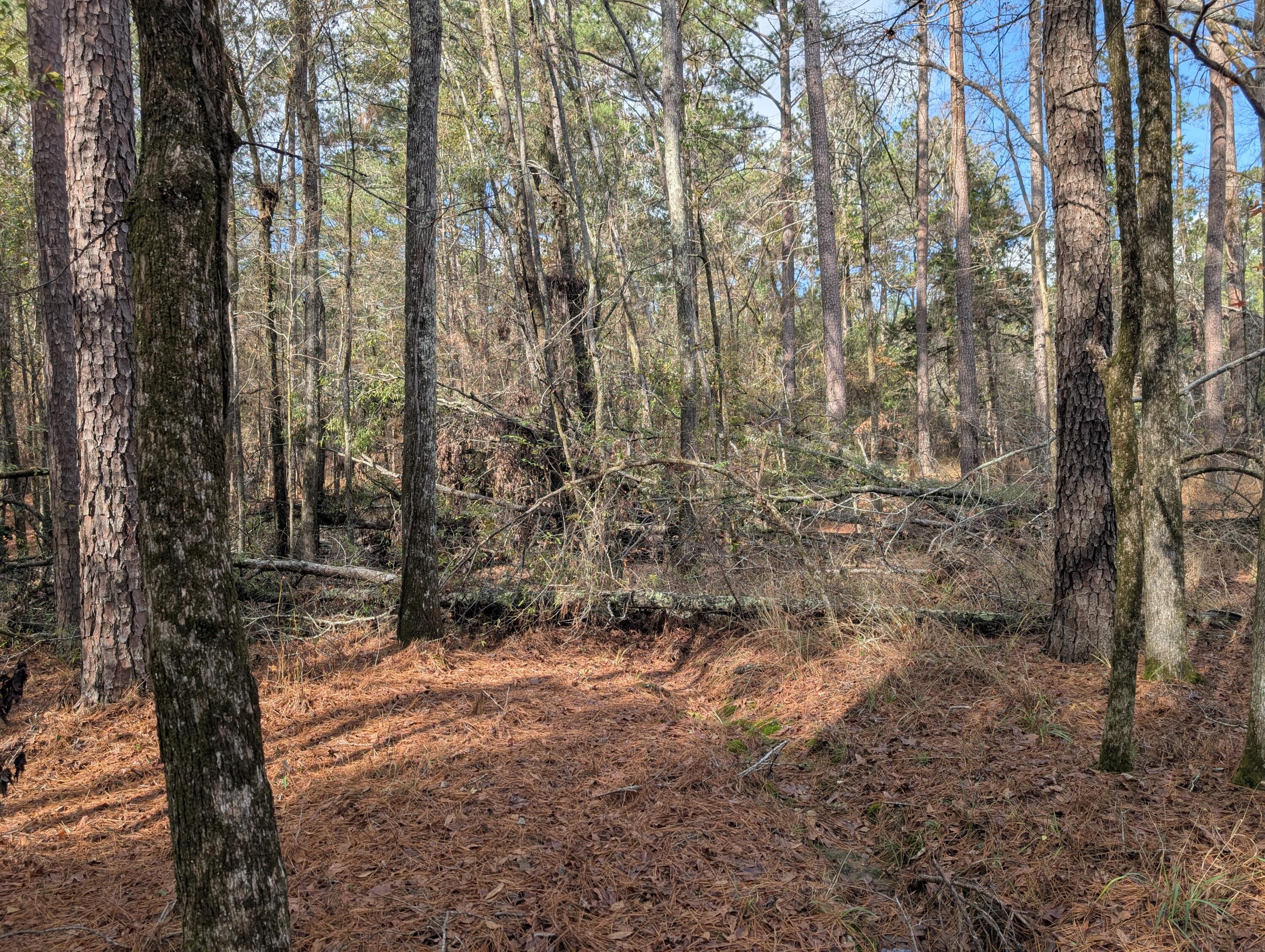 3015 Timber Woods Drive Appling, GA 30802 - Photo 5 of 7 PXL_20251209_172020948.MP