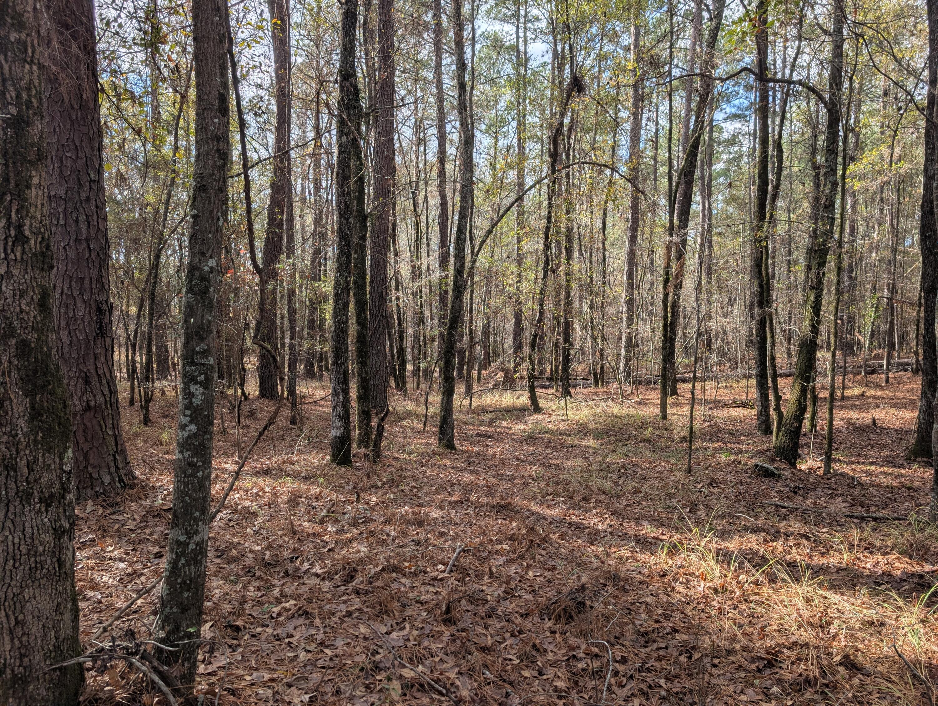 3015 Timber Woods Drive Appling, GA 30802 - Photo 6 of 7 PXL_20251209_172053443.MP