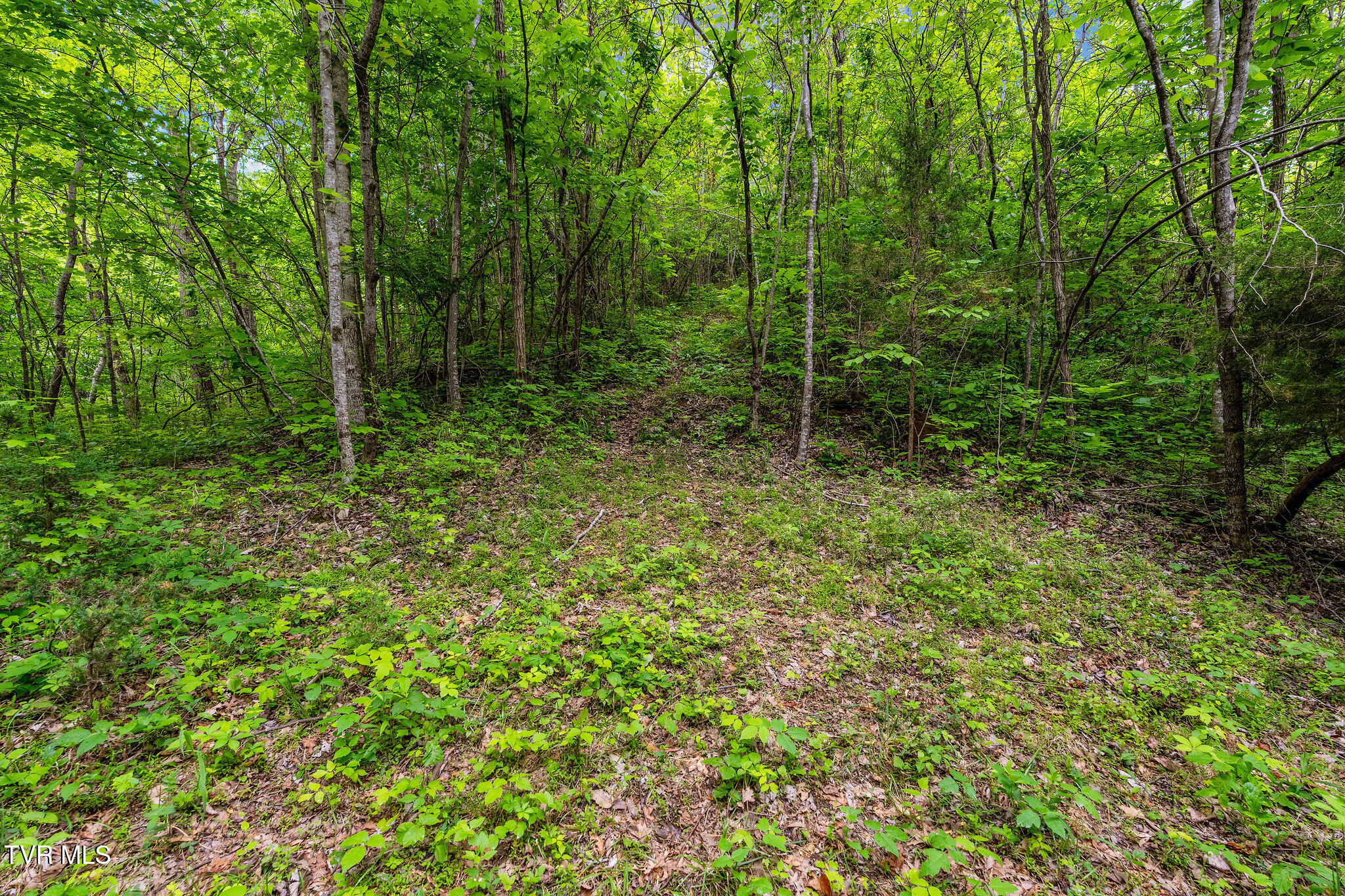 Tbd Wattenbarger Gap Road Greeneville, TN 37745 - Photo 13 of 41 DSC08315