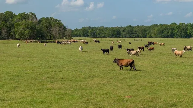 a view of a lake with lawn chairs