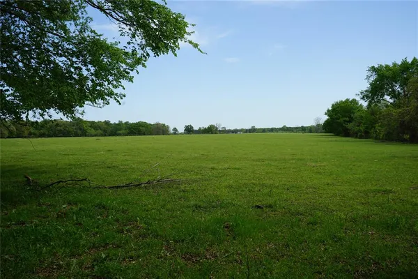 a view of a green field with plants and large trees