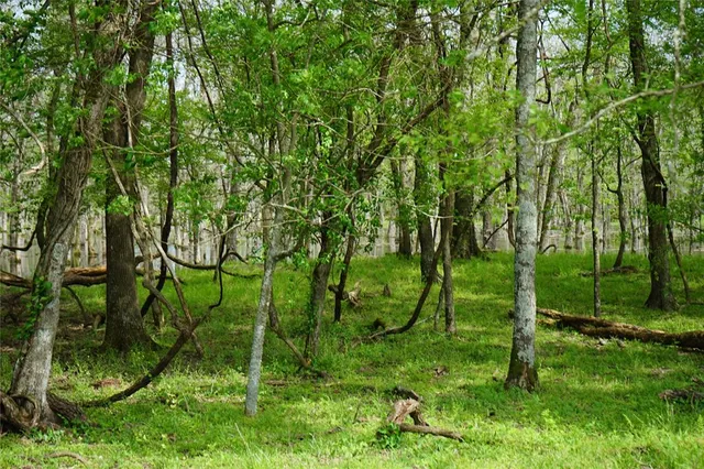 a green field with lots of trees