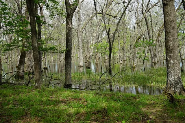 a green field with lots of trees
