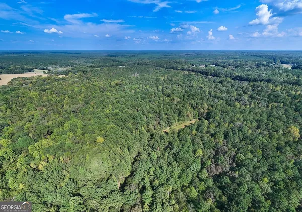 a view of a lush green forest