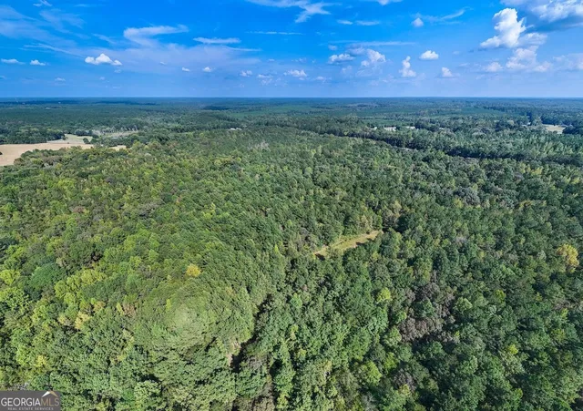 a view of a lush green forest
