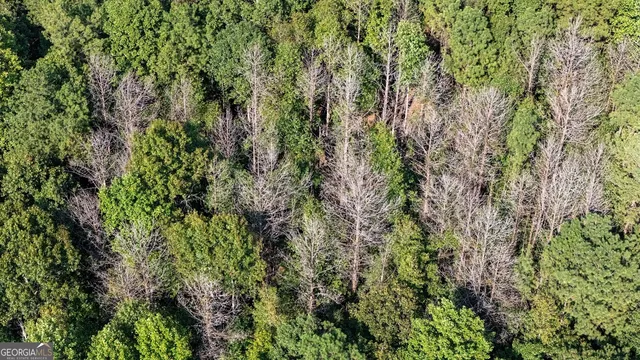 a view of a lush green forest