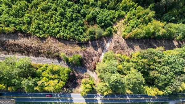 a view of a yard with plants and large trees