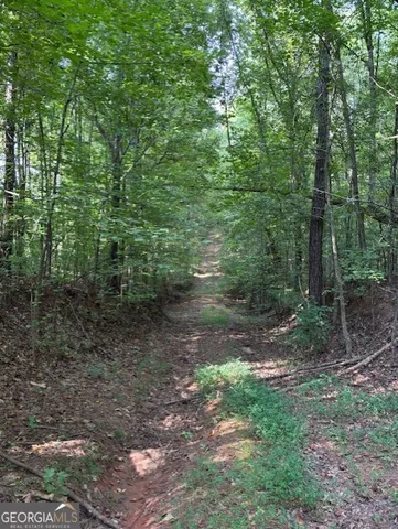 a view of a forest with trees