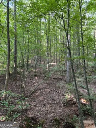 a view of a forest with trees in the background