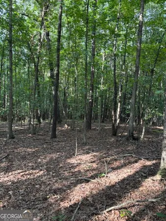 a view of a forest with trees in the background