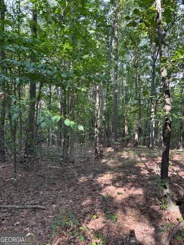 a view of a forest with trees in the background