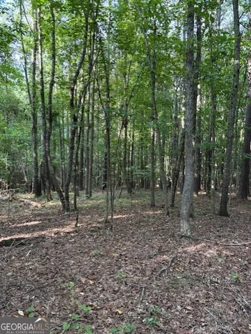 a backyard of a forest