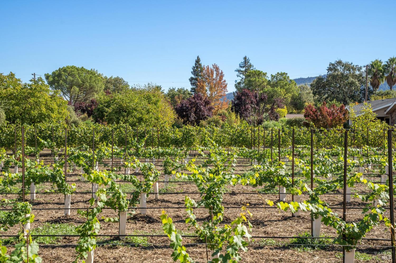 3033 Myrtledale Road Calistoga, CA 94515 - Photo 66 of 72