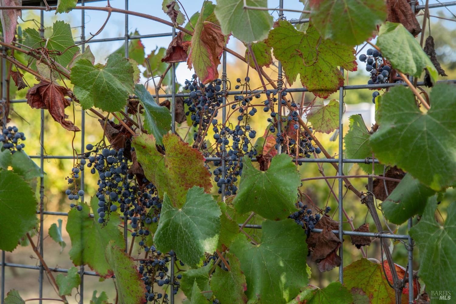 3033 Myrtledale Road Calistoga, CA 94515 - Photo 68 of 72