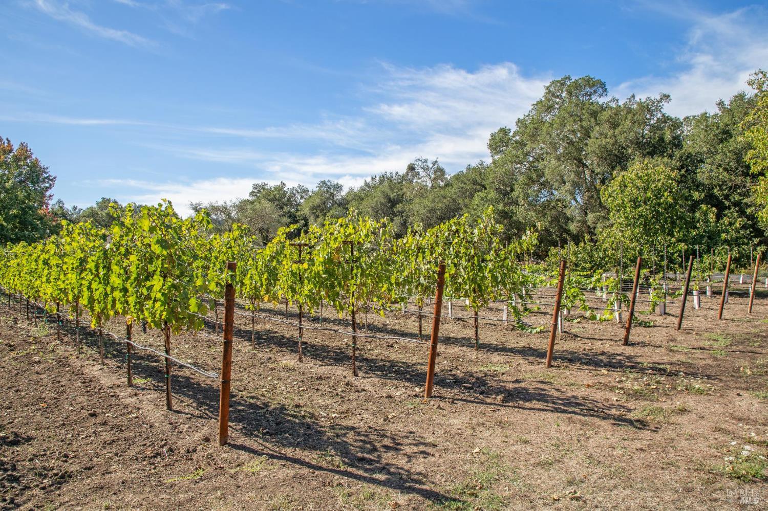 3033 Myrtledale Road Calistoga, CA 94515 - Photo 69 of 72