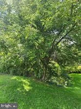 a view of a lush green forest