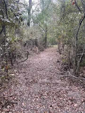 a view of a forest with trees in the background