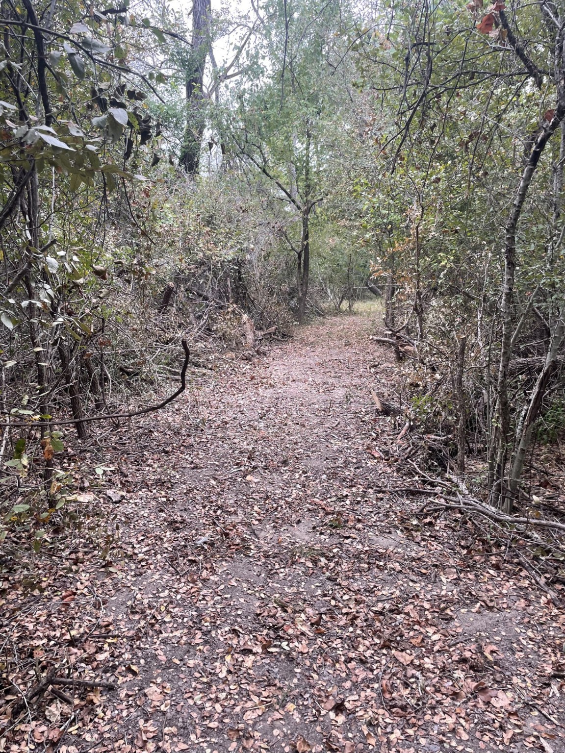 Tbd Donahoe Road Bartlett, TX 76511 - Photo 11 of 27 a view of a forest with a trees