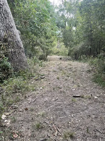 a view of a forest with trees in the background