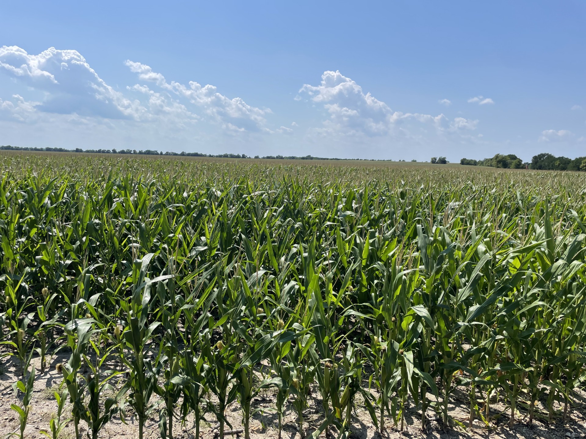 Tbd Donahoe Road Bartlett, TX 76511 - Photo 15 of 27 a view of a in a field