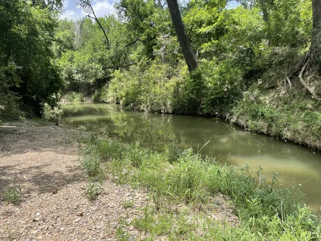 a view of a lake from a forest