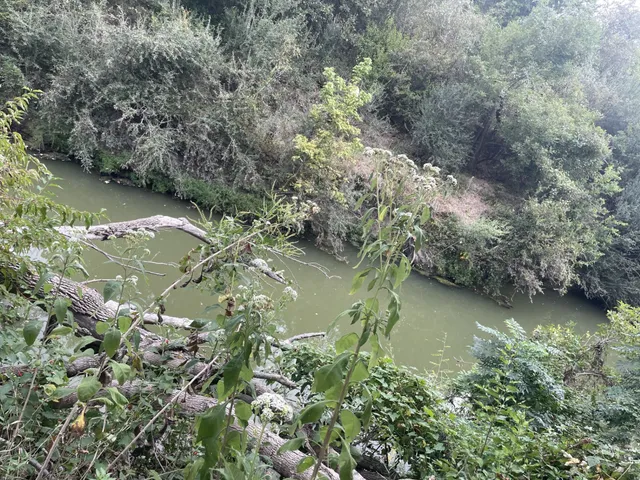 a view of a lake from a yard