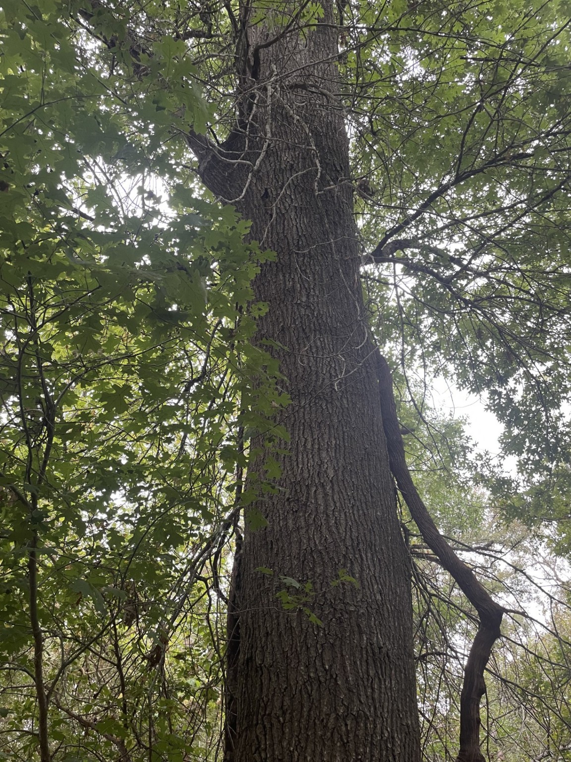 Tbd Donahoe Road Bartlett, TX 76511 - Photo 25 of 27 a picture of tree