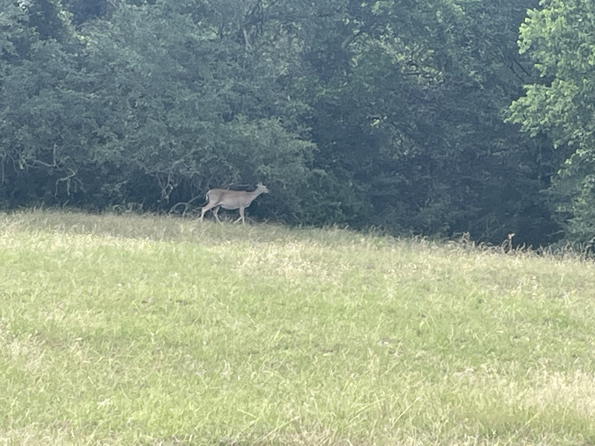 Tbd Donahoe Road Bartlett, TX 76511 - Photo 6 of 27