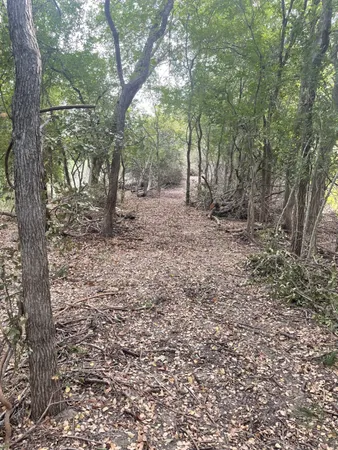 a view of a forest with trees in the background