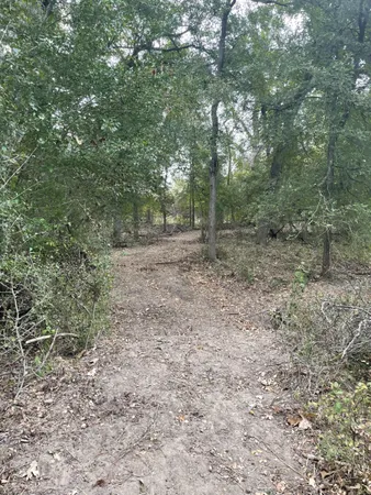 a view of a forest with trees in the background