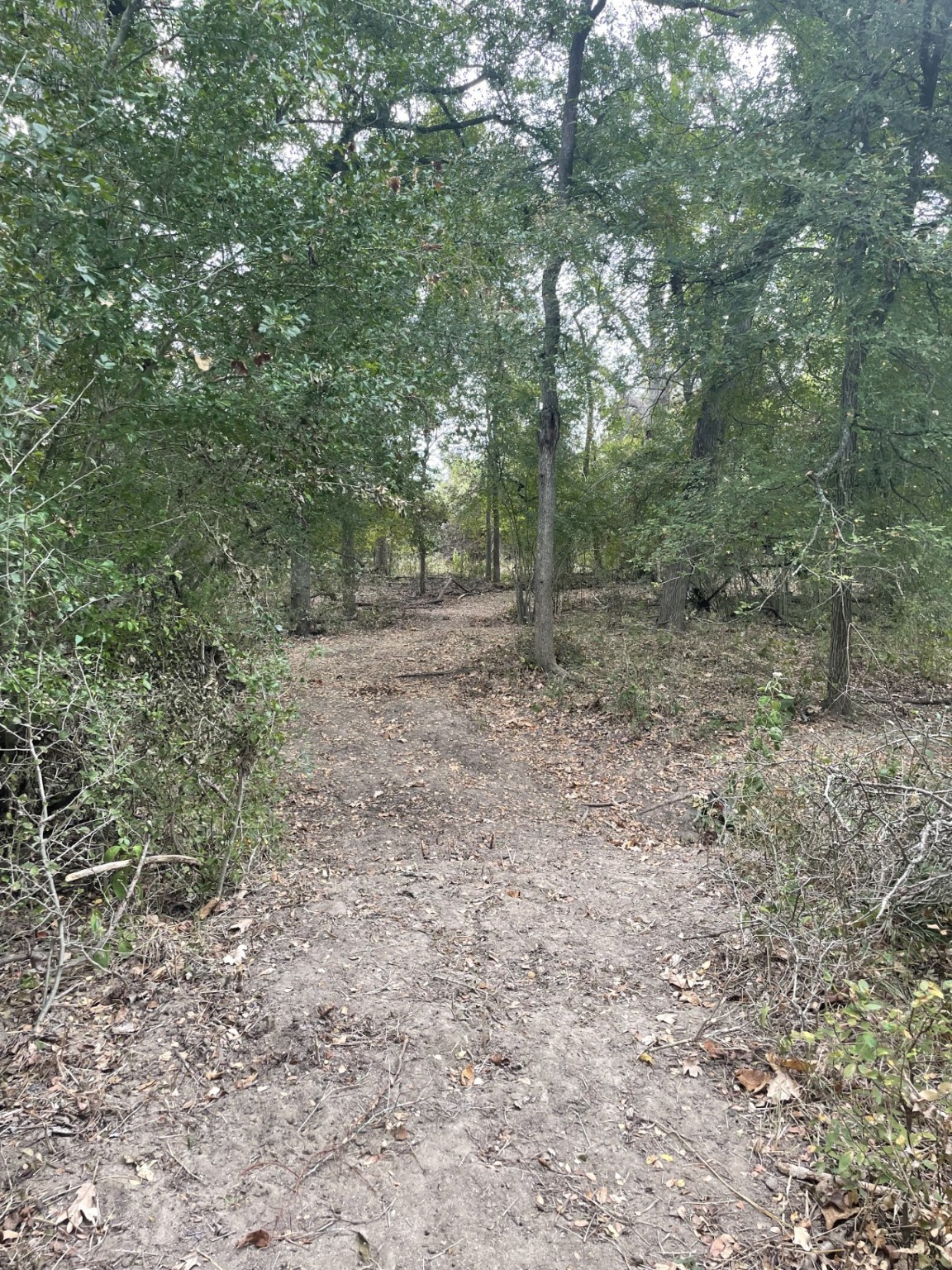 Tbd Donahoe Road Bartlett, TX 76511 - Photo 8 of 27 a view of a forest with trees in the background