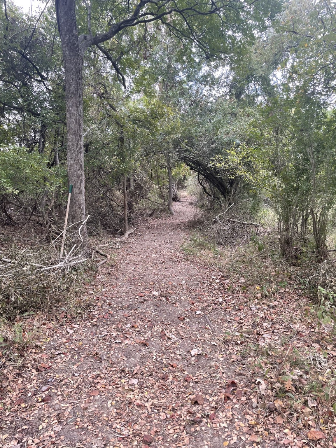 Tbd Donahoe Road Bartlett, TX 76511 - Photo 9 of 27 a view of a forest with trees in the background