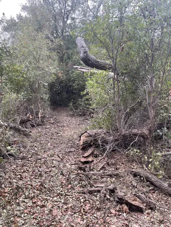 a view of a forest with a trees